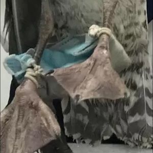 PLEASE HELP WILDLIFE!! Birds are getting caught in the STRINGS FROM ARE MASKS!